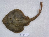 藏品(中國黃點鯆)的圖片